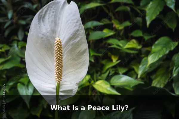 What Is a Peace Lily?