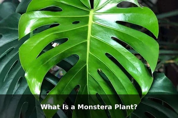 What Is a Monstera Plant?