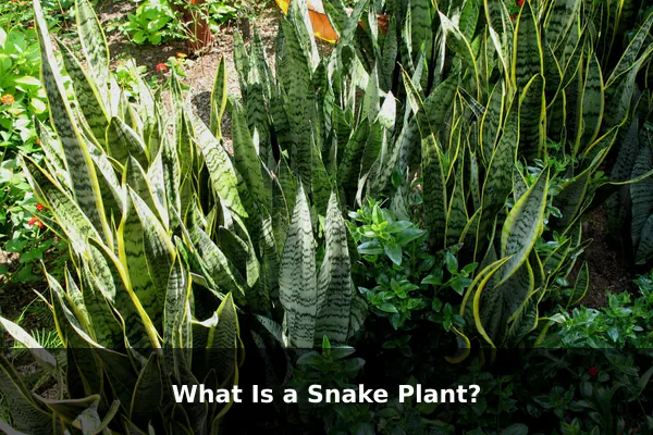 What Is a Snake Plant?