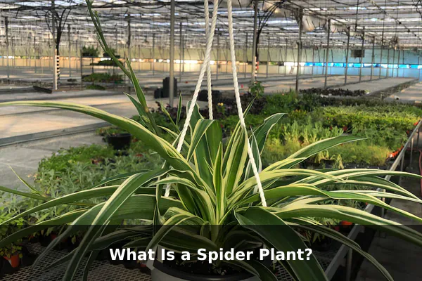 What Is a Spider Plant?