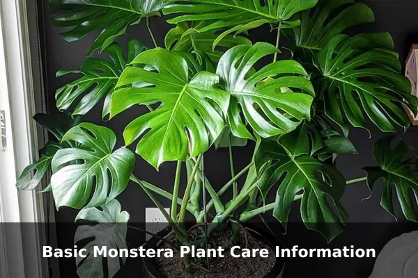 Basic Monstera Plant Care Information