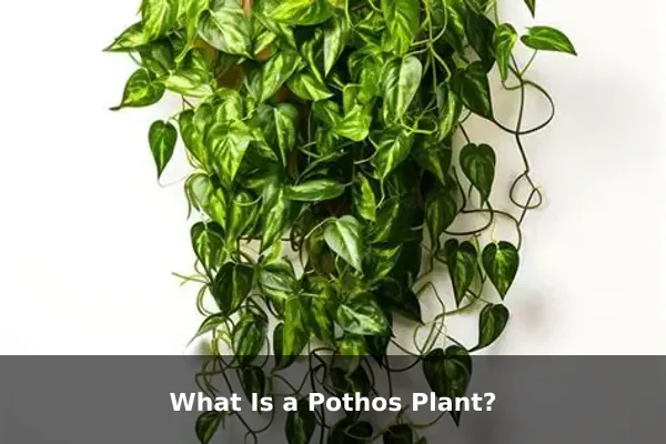 What Is a Pothos Plant?