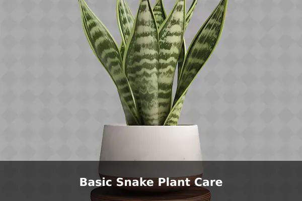 Basic Snake Plant Care