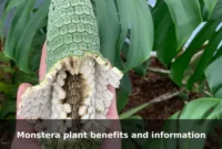 Monstera plant benefits and information Monstera plant benefits and information