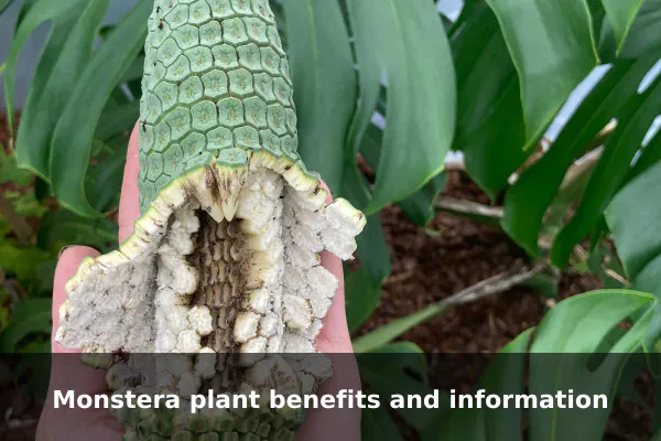 Monstera plant benefits and information
