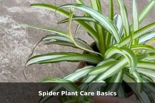 Spider Plant Care Basics