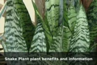 Snake Plant plant benefits and information Snake Plant plant benefits and information