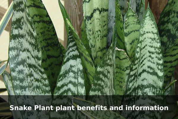 Snake Plant plant benefits and information
