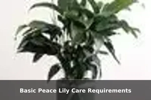 Basic Peace Lily Care Requirements
