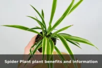 Spider Plant plant benefits and information Spider Plant plant benefits and information