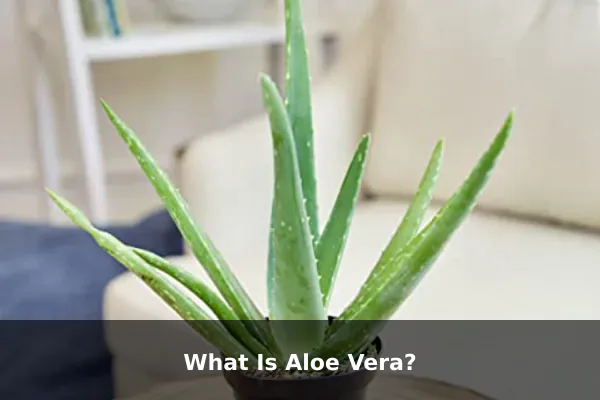 What Is Aloe Vera?