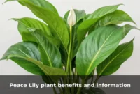 Peace Lily plant benefits and information Peace Lily plant benefits and information