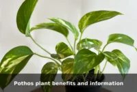 Pothos plant benefits and information