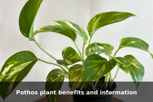 Pothos plant benefits and information