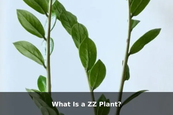 What Is a ZZ Plant?
