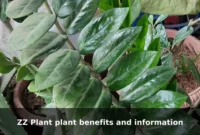 ZZ Plant plant benefits and information ZZ Plant plant benefits and information