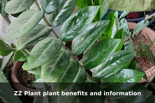 ZZ Plant plant benefits and information