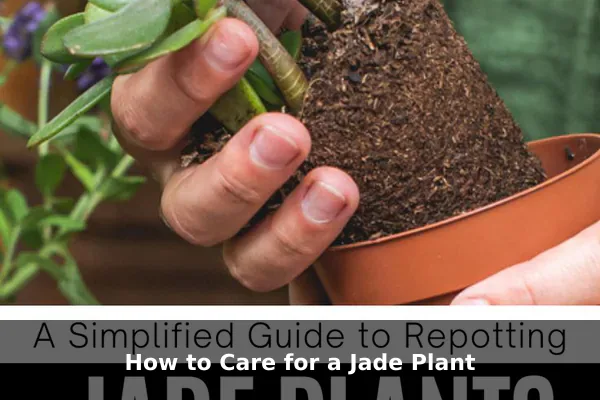 How to Care for a Jade Plant