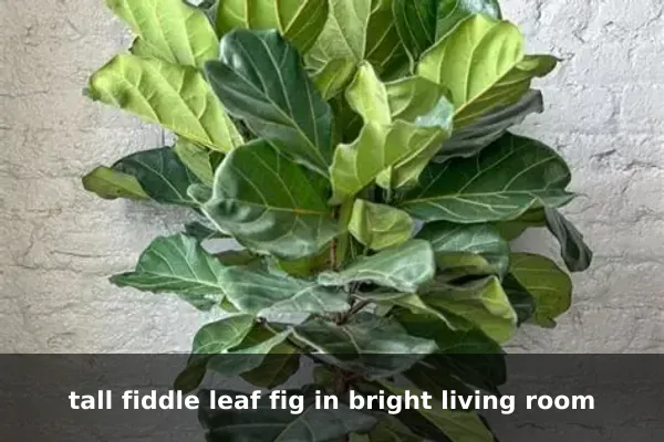 tall fiddle leaf fig in bright living room