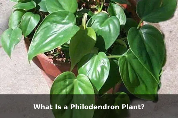 What Is a Philodendron Plant?