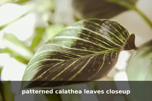patterned calathea leaves closeup