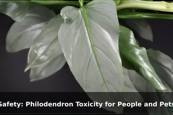 Safety: Philodendron Toxicity for People and Pets