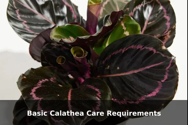 Basic Calathea Care Requirements