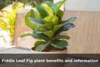 Fiddle Leaf Fig plant benefits and information Fiddle Leaf Fig plant benefits and information