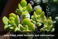 Jade Plant plant benefits and information Jade Plant plant benefits and information