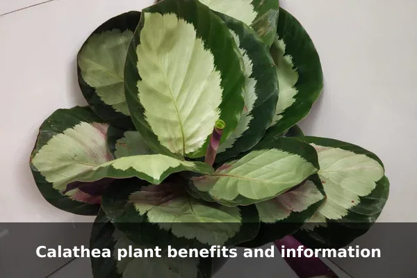 Calathea plant benefits and information