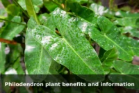 Philodendron plant benefits and information Philodendron plant benefits and information