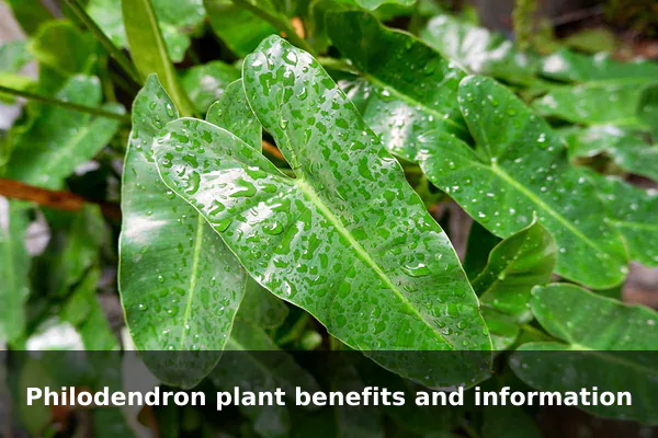 Philodendron plant benefits and information