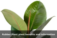 Rubber Plant plant benefits and information Rubber Plant plant benefits and information