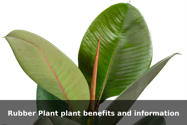 Rubber Plant plant benefits and information