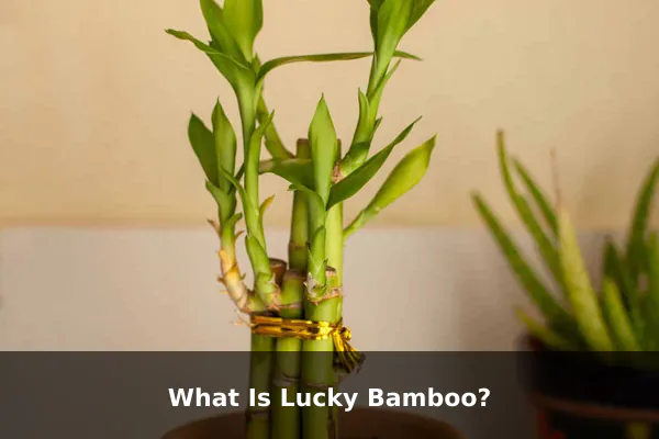 What Is Lucky Bamboo?