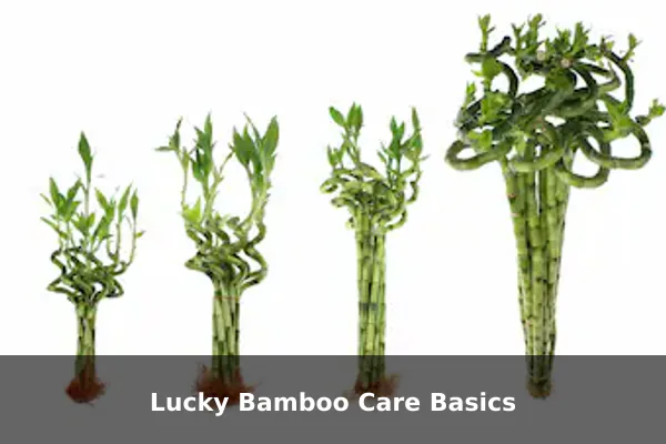 Lucky Bamboo Care Basics