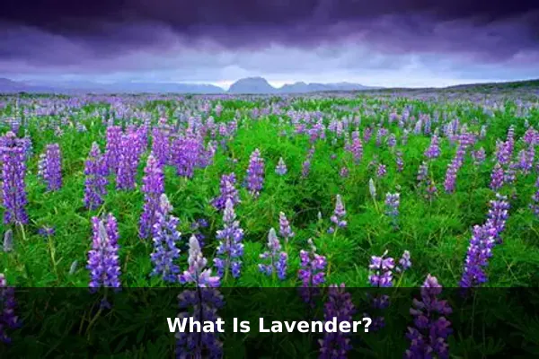 What Is Lavender?