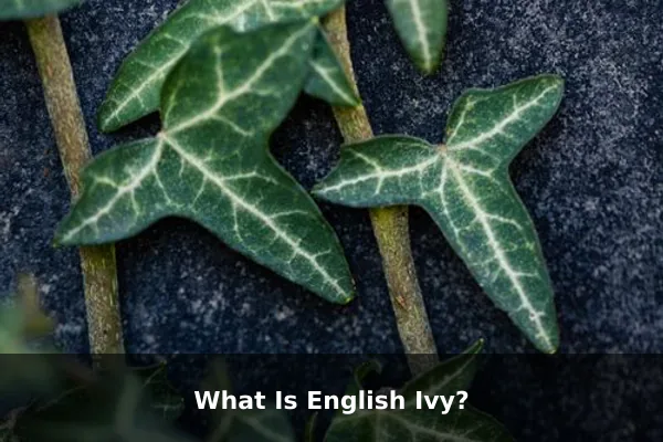 What Is English Ivy?