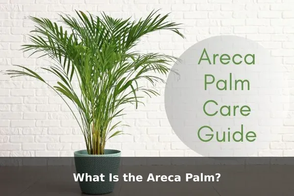 What Is the Areca Palm?