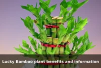 Lucky Bamboo plant benefits and information Lucky Bamboo plant benefits and information
