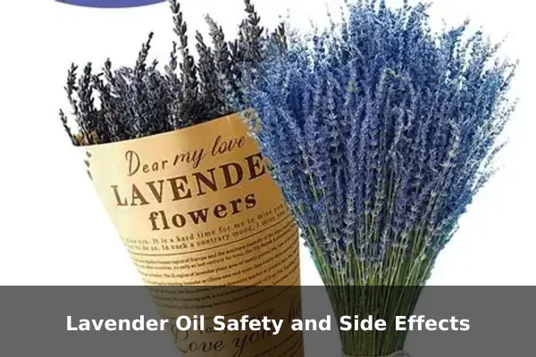 Lavender Oil Safety and Side Effects