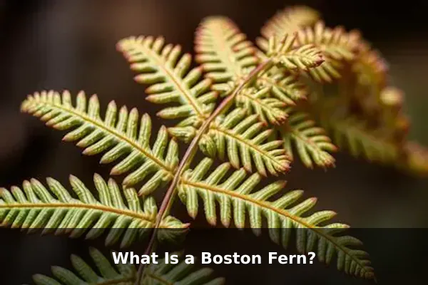 What Is a Boston Fern?