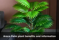 Areca Palm plant benefits and information Areca Palm plant benefits and information