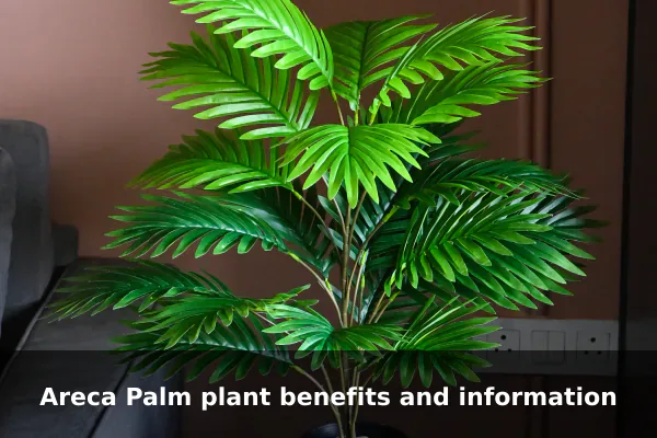 Areca Palm plant benefits and information