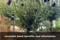 Lavender plant benefits and information Lavender plant benefits and information