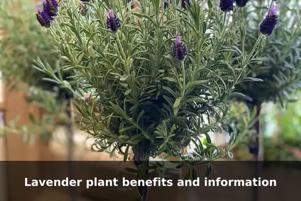 Lavender plant benefits and information