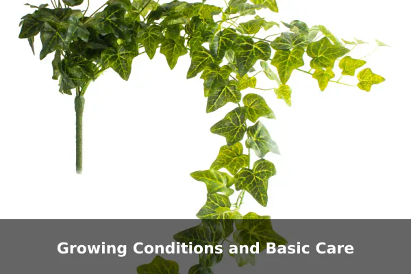 Growing Conditions and Basic Care