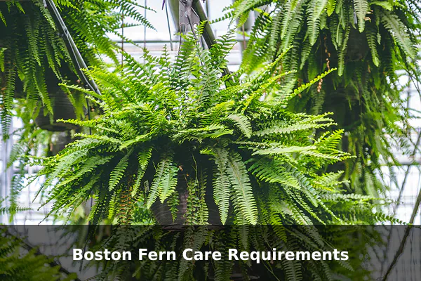 Boston Fern Care Requirements