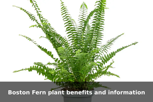 Boston Fern plant benefits and information