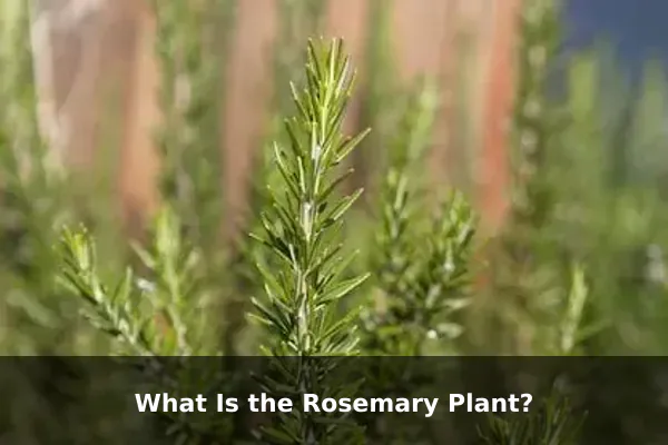 What Is the Rosemary Plant?